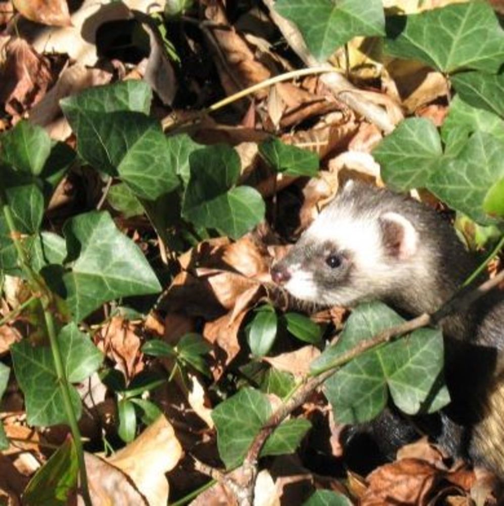 Meet your Posher, Sabrina